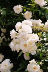 Obraz na płótnie Canvas white rose in full blooming
