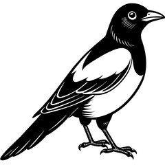 magpie silhouette vector art illustration