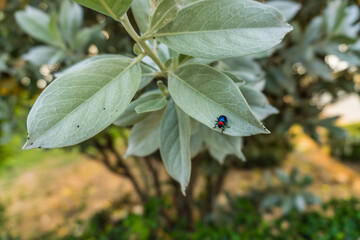 A close-up of a ladybug on a green leaf 