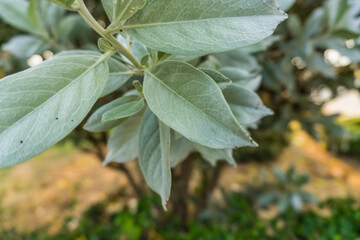 Snowy Sage and Green Leaves on Tree Branch - 783522640