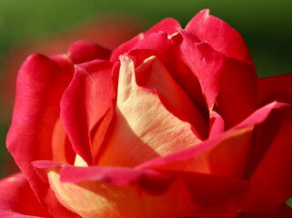 Pink yellow rose flower. Macro flowers background for holiday design