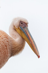 Telephoto shot of a great white pelican -Pelecanus onocrotalus-near Walvis Bay, Namibia