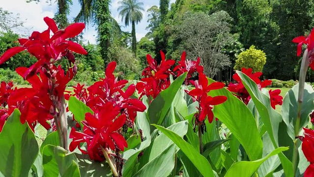 Bushes of flowering canna lily , canna indica . close up video 4k , Blooming canna lily flower is fiery red.  blur background , bright ,sways close up nature summer