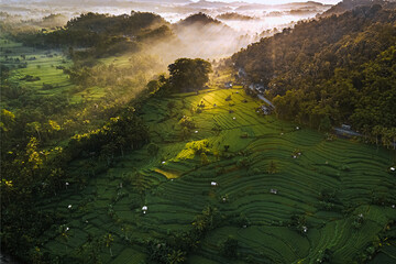 Sidemen Rice Field