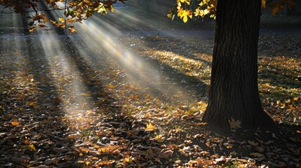46. Sunbeam Through Leaves