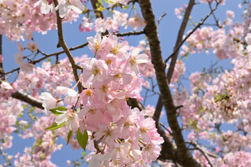 思川の桜
