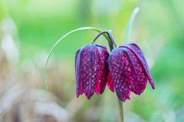 Fritillaria meleagris. This is a Eurasian species of flowering plant in the lily family. Common names are: snake's head, chess flower, fritillary, frog-cup, guinea flower, leper lily and Lazarus bell.