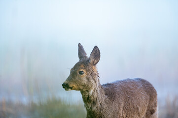 European roe deer (Capreolus capreolus) female in morning light