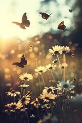 Butterflies over a field of daisies in the sunlight