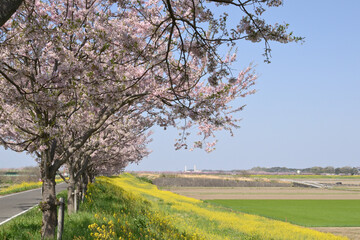 思川の桜