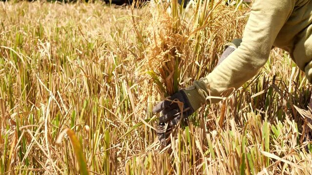 In this sunny rice field of Bali, woman is skillfully reaping ripe rice with hand sickle. Close slow motion captures cutting of panicles bunch by hand, showcasing traditional and laborious harvest.