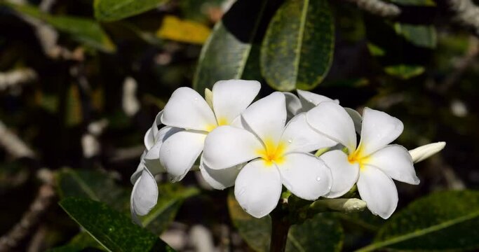 Splash of water fly down and rinses white plumeria flowers, slow motion shot. Dark green foliage of tree seen blurred in background. Beautiful tropical flowers with pleasant odor, fresh and clean.