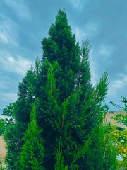Fototapeta premium A tall Cypress tree , Tall tree in the heart of sky