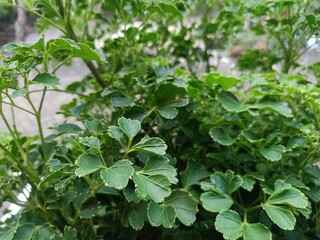 Polyscias Guilfoylei (Geranium Aralia Plants) green and white stripe leaves in the morning.