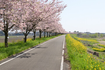 Fototapeta premium 思川の桜