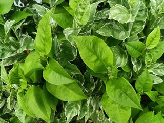 Euphorbia tithymaloides, known as japanese poinsettia or redbird cactus, an upright, bushy, clump-forming, succulent shrub with thin, woody or fleshy, zigzagged stems. Evergreen or deciduous.