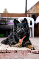 Mixed breed dog looking at his owner