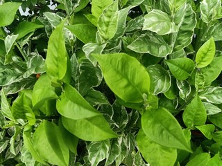 Euphorbia tithymaloides, known as japanese poinsettia or redbird cactus, an upright, bushy, clump-forming, succulent shrub with thin, woody or fleshy, zigzagged stems. Evergreen or deciduous.