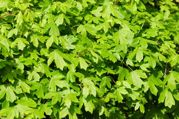Fototapeta na wymiar Closeup young green leaves of a hedge of field maple (Acer campestre) in spring. Dutch garden. April, Netherlands