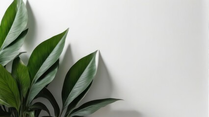 Minimalist Greenery Blurred Leaf Silhouettes on White Background