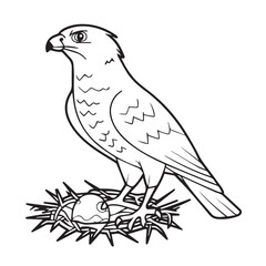 Falcon coloring pages. Falcon bird outline vector for coloring book