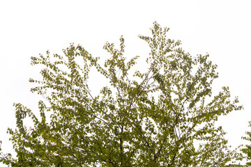 branches of a tree