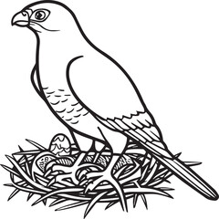 Falcon coloring pages. Falcon bird outline vector for coloring book