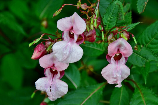 Pinke Blüten des drüsigen Springkrauts (Großaufnahme)