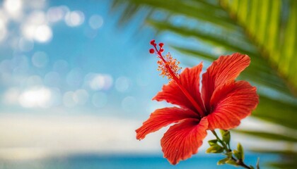優雅な一日、南の島、トロピカル（ボケてて使いやすい背景素材