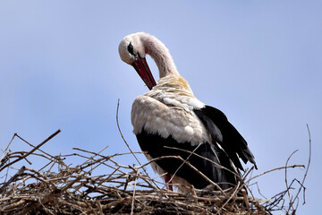 Der Weißstorch in seinem Nest betreibt Federpflege (Großaufnahme)