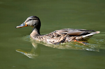 Obraz premium Der Kopf des schwimmenden Stockentenweibchens spiegelt sich im Wasser (Nahaufnahme)