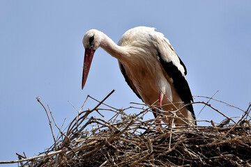 Ein Weißstorch hoch oben im Nest (Großaufnahme)
