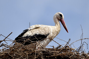 Weißstorch im Storchennest (Großaufnahme)