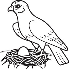 Falcon coloring pages. Falcon bird outline vector for coloring book
