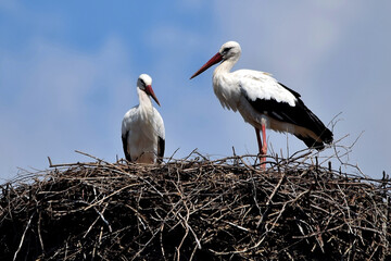 Zwei Wei&szlig;st&ouml;rche stehen in ihrem Nest