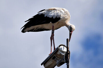 Der Weißstorch steht auf einer Straßenlaterne hoch oben (Großaufnahme)