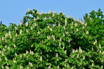 Fototapeta na wymiar Blühender grüner Kastanienbaum im Frühling