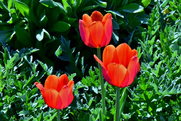 Drei orange Tulpen (Nahaufnahme)