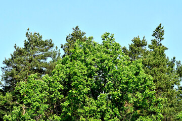 Fototapeta na wymiar Üppiges Frühlingsgrün bei den Bäumen