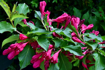 Rote Weigelienblüten (Nahaufnahme)