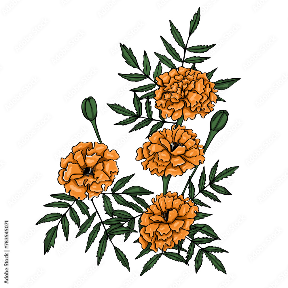 Wall mural Marigold flower illustration on isolated background.