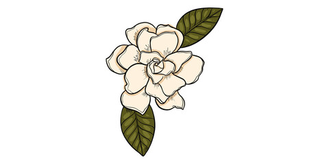 Magnolia flower drawing on isolated background. Hand drawn flower illustration