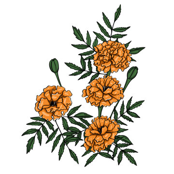 Marigold flower illustration on isolated background.