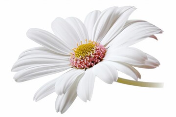 Beautiful white Daisy (Marguerite) with a little pink, isolated on white background, including...
