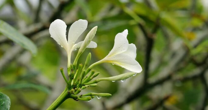 The newly opened flowers and buds are wet from the rain, swaying slightly in the wind. Close-up slow motion shot of frangipani inflorescences, the green shrub visible blurred in the background