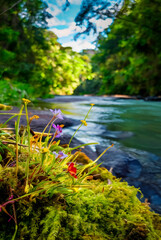 Fototapeta premium A beautiful nature view