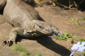 lizard on the rock