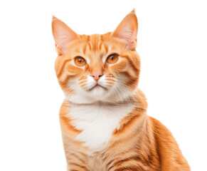 red tabby cat isolated on transparent background