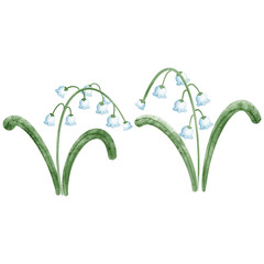 Watercolor spring flowers. Lily of the valley. Hand drawn illustration