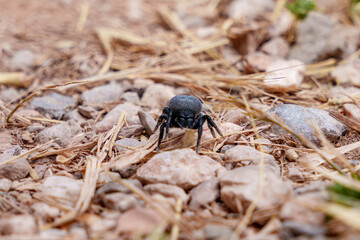 Black spider perched on rocks, a terrestrial arthropod in macro photography